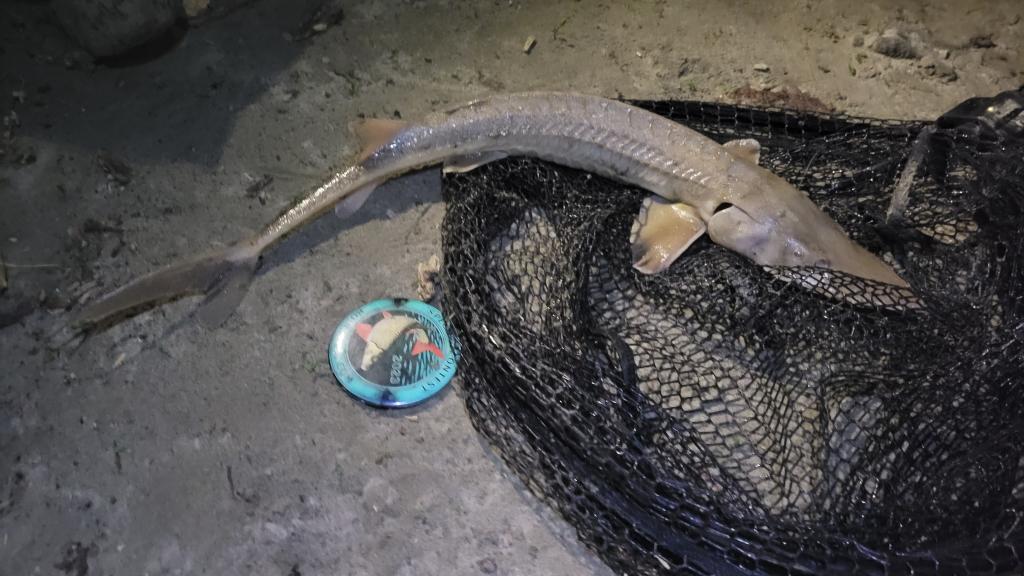 Sturgeon, Shovelnose